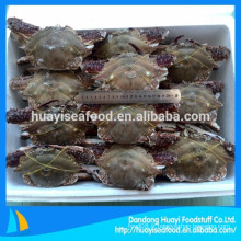 Prix ​​de 150 à 300 g de crabe de natation bleu congelé de premier ordre